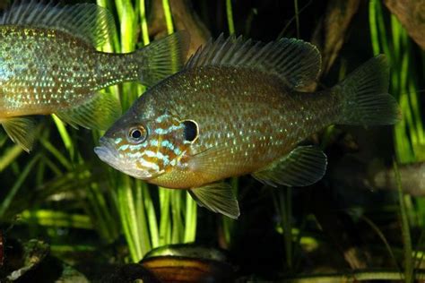 Pumpkinseed Sunfish Facts and Nutritional Value