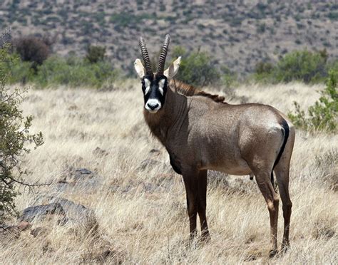 roan antelope | Wild animals pictures, African wildlife, Wild creatures