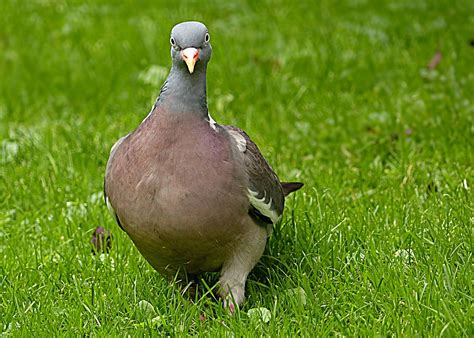 Free photo: Wild Pigeon, Doves And Pigeons - Free Image on Pixabay ...