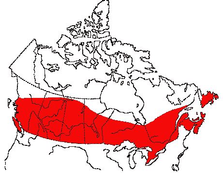 Canadian Biodiversity: Species: Birds: Cedar Waxwing