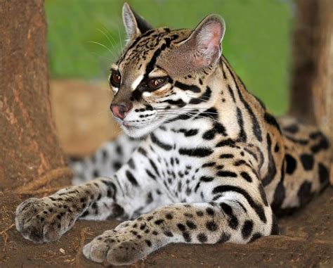 a close up of a small cat laying on the ground next to a tree trunk