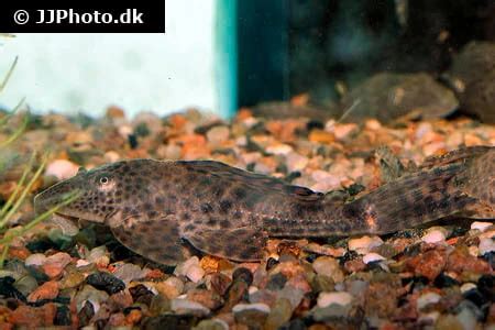 Trinidad/Common Pleco Hypostomus Plecostomus Small, 43% OFF