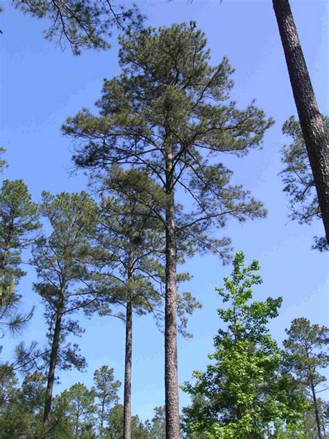 Pine Tree, Official State Tree - Encyclopedia of Arkansas