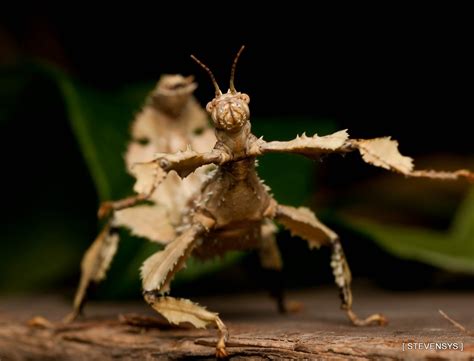 Phasmid - Spiny Leaf Insect | Phasmid - Spiny Leaf Insect | Flickr