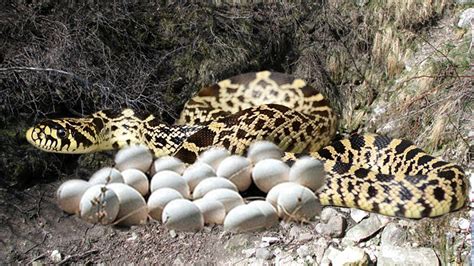 Bullsnake Laying To Many Eggs Success - YouTube