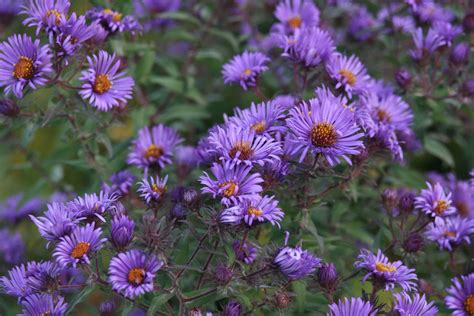 Wildflowers: - Wildflower-Purple-3.jpg (1/1) - GardenBanter.co.uk