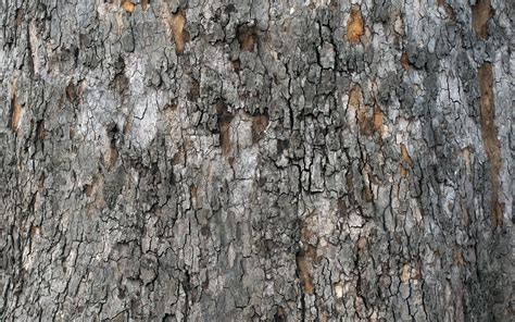Birch Bark Wallpaper with Texture - WallpaperSafari