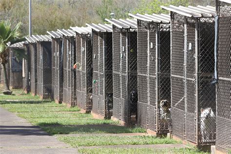 Complaints Spur Closer Look at Hawaii Animal Quarantine Station