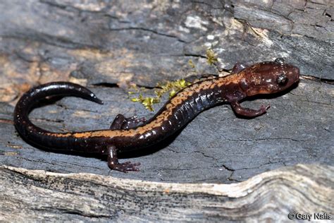 Shenandoah salamander - Alchetron, The Free Social Encyclopedia