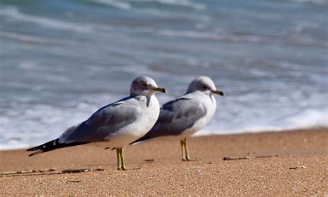 A pair of Seagulls chilling. Flagler Beach Florida. : beach