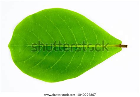 Ketapang Leaf Terminalia Catappa Ketapang Large Stock Photo (Edit Now ...