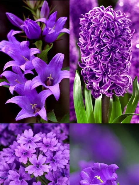 Add These Purple Coloured Flowering Plants to Your Balcony Decor ...