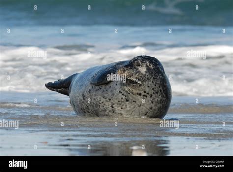 animals water north sea Stock Photo - Alamy