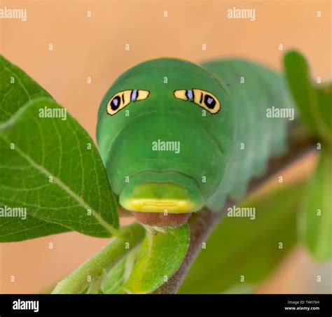 Caterpillar eyes hi-res stock photography and images - Alamy