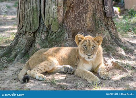 Lion Cub Laying Down in the Grass Looking at the Camera Stock Photo ...