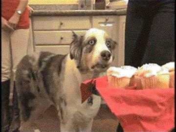 The Popular Shocked Dog GIFs Everyone's Sharing