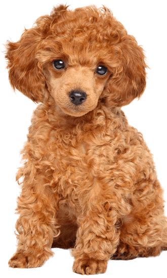 Toy Poodle - Training Course on Toy Poodle