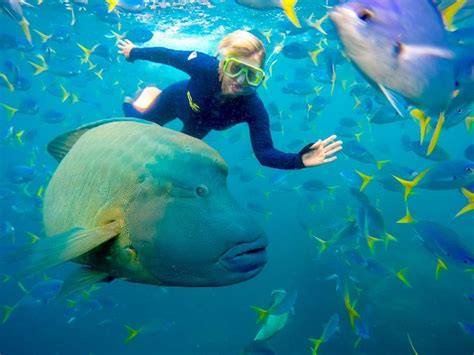 Maori Wrasse - The Friendliest Fish on the Reef - Ocean Rafting Website