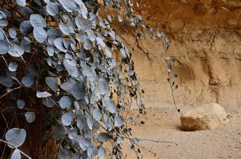 Plants in Rahaf Canyon, Judean Desert, Israel, Middle East Stock Photo ...