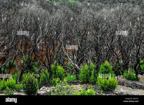 Effects of the Fire in a Forest Stock Photo - Alamy