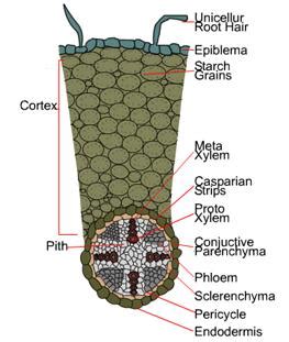 Anatomía de la raíz de las dicotiledóneas (gramíneas) - Sciencetopia | Association LEA