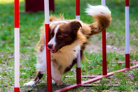 Intermediate Agility - Dog's Best Friend Training