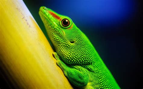 Lizard Wallpaper HD - WallpaperSafari