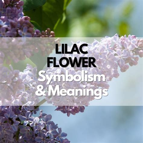 Lilac Flower: Symbolism, Meanings, and History - Symbol Genie