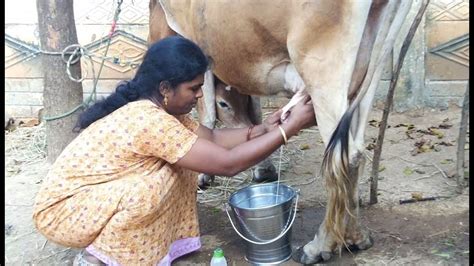 milking cows in india, milking cows by hand, cow milking by hand ...