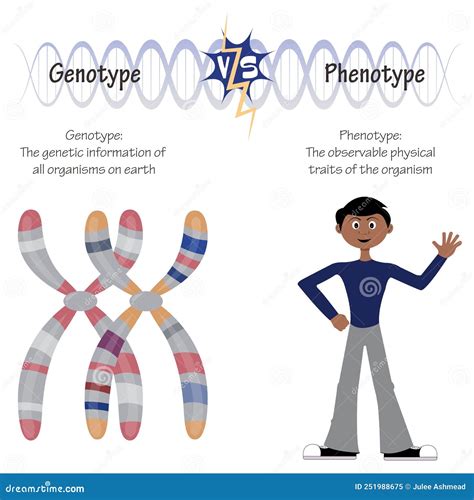 Phenotype versus genotype stock vector. Illustration of code - 251988675