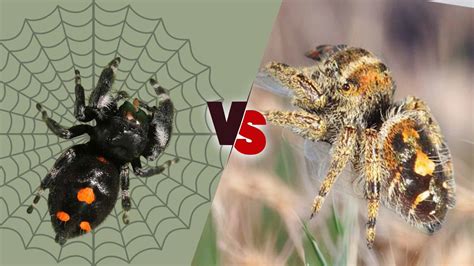 Phidippus Audax Male vs Female: What are Differences?