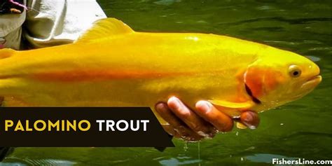 Palomino Trout - Everything You Need to Know