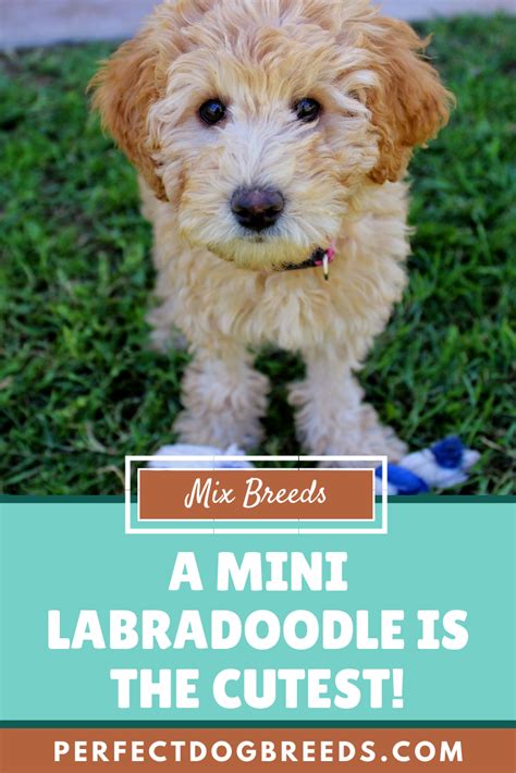 Labradoodle Mini | Labradoodle miniature, Labradoodle, Labradoodle mini