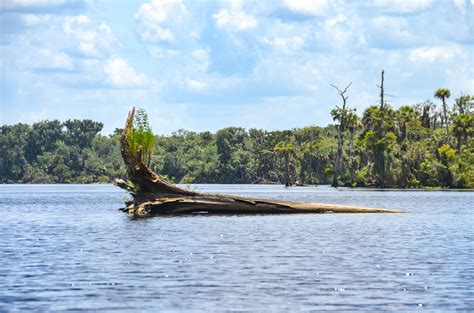 Shallow Lake George | Florida Paddle Notes