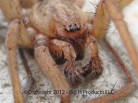 hobospider.com - Hobo Spider, Brown Recluse Spider, Hobo Spider Traps