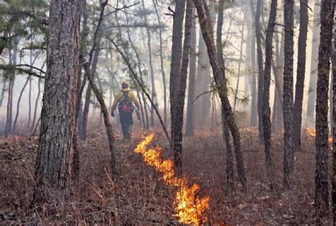 Fire in the Pinelands? Controlled Burn Season Begins