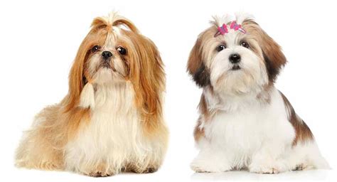 Lhasa Apso Vs Shih Tzu - Can You Spot The Difference?