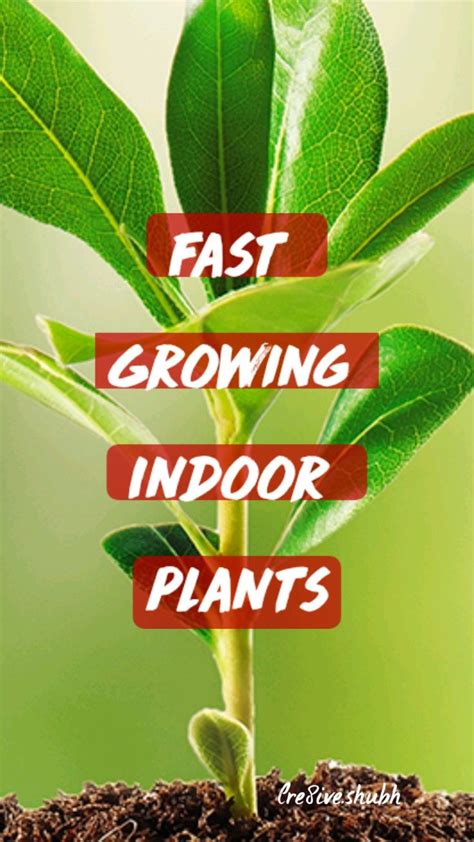 Fast Growing Indoor Plants | Plants, Container plants, House plants