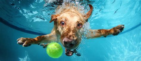 Download Funny Dog Underwater With Ball Wallpaper | Wallpapers.com