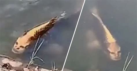 Terrifying Fish With 'Human Face' Spotted In A Lake In China (NSFL VIDEO)