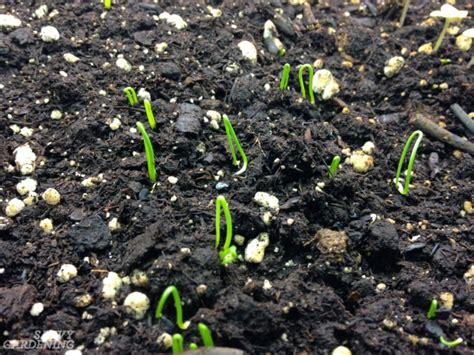 Why Planting Onion Seeds is Better Than Planting Sets (and how to do it right)