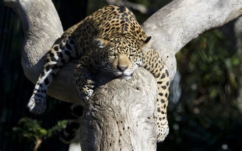 Leopard sleeping in a tree wallpaper - Animal wallpapers - #45682