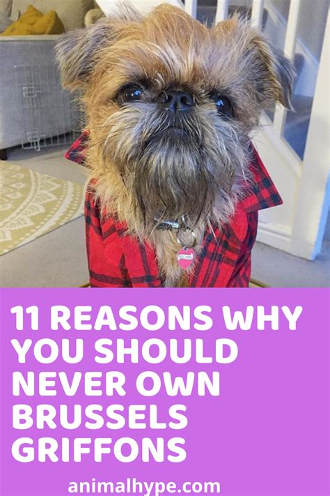 11 Reasons Why You Should Never Own Brussels Griffons | Griffons, Brussels griffon puppies ...