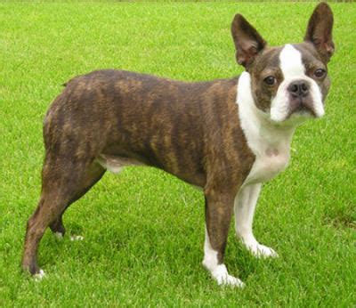 Boston Terrier Puppies Pictures | Puppies Dog Breed Information Image ...