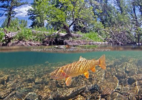 Yellowstone Cutthroat Trout | Engbretson Underwater Photography | Cutthroat trout, Trout ...