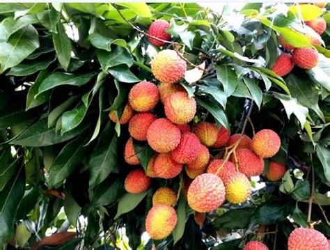 Genuine Full Sun Exposure Muzaffarpur Litchi Plant, For Garden at Rs 28 ...