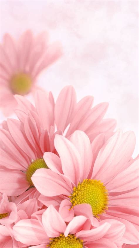 iPhone and Android Wallpapers: Pink Delilah Flower Wallpaper for iPhone and Android | Best ...