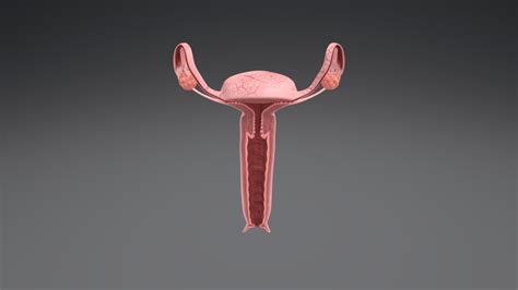 Anatomy Female Reproductive System 3d Model Cgtrader - Riset