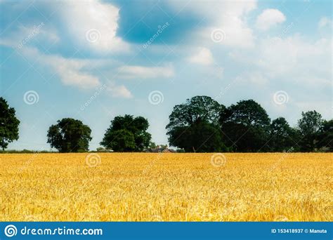 Autumn Landscape of Golden Wheat Field Stock Image - Image of gold, scenery: 153418937