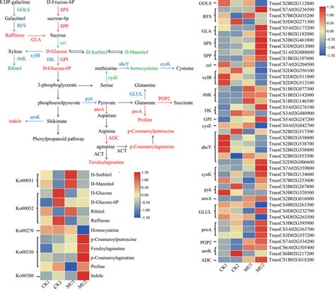 Transcript and metabolic profiling of significantly differential ...